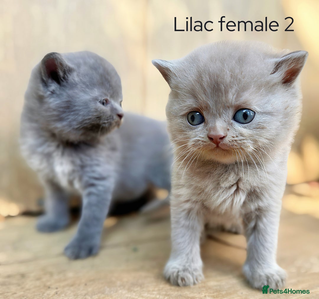 British Shorthair cats for sale: Last Lilac girl BSH 💜 Ready to go home today! - Image 1