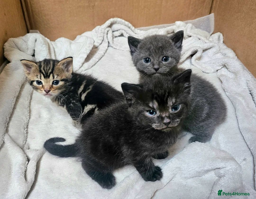 Mixed Breed cats for sale: Adorable Little Kittens 🐾💛 - Advert 2