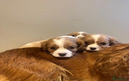 Cavalier King Charles Spaniel dogs for sale: King Charles Cavalier - Image 6