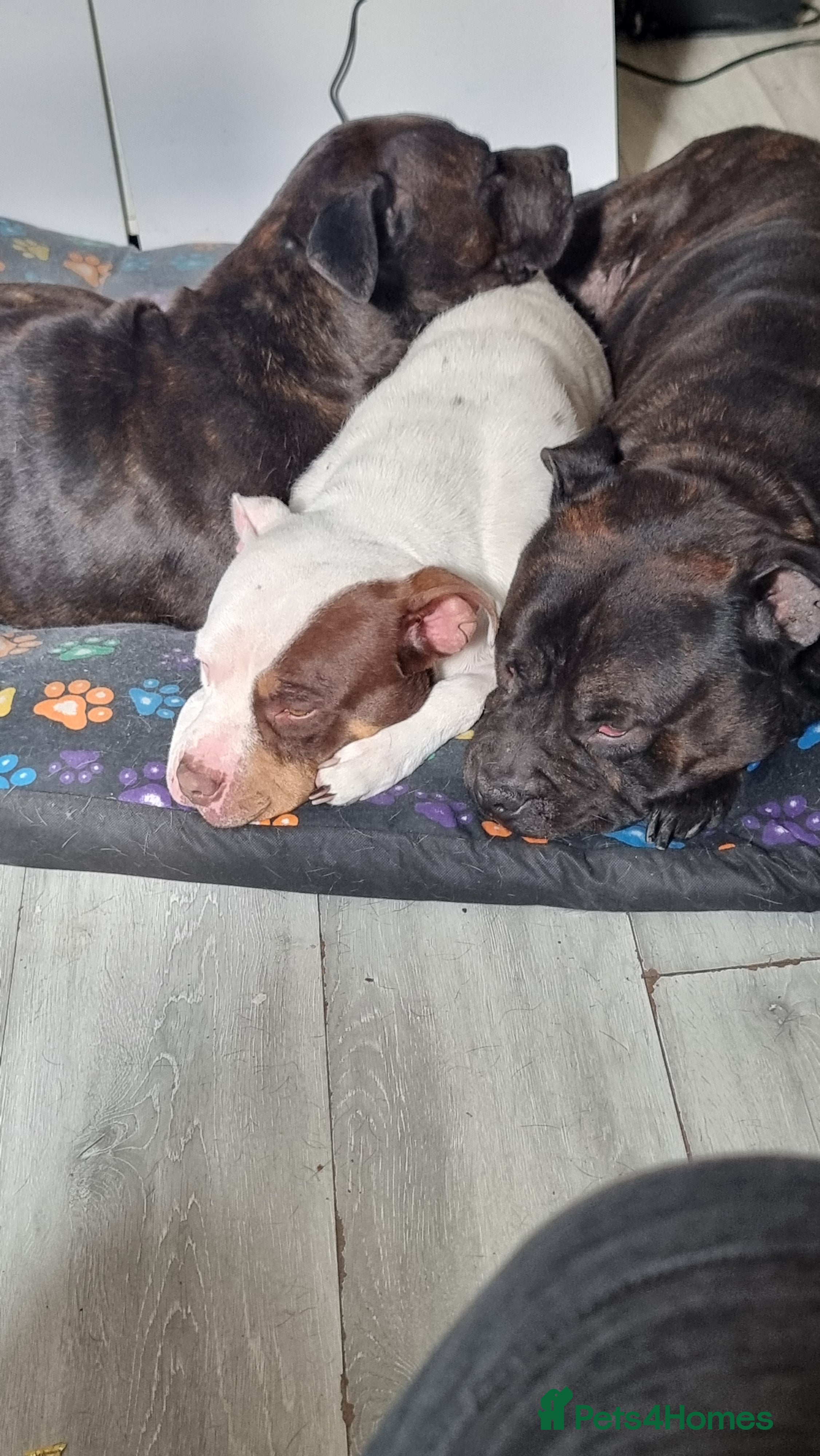 Mixed Breed dogs 2 lovely staff/American bulldog cross  in Halifax - Advert 16