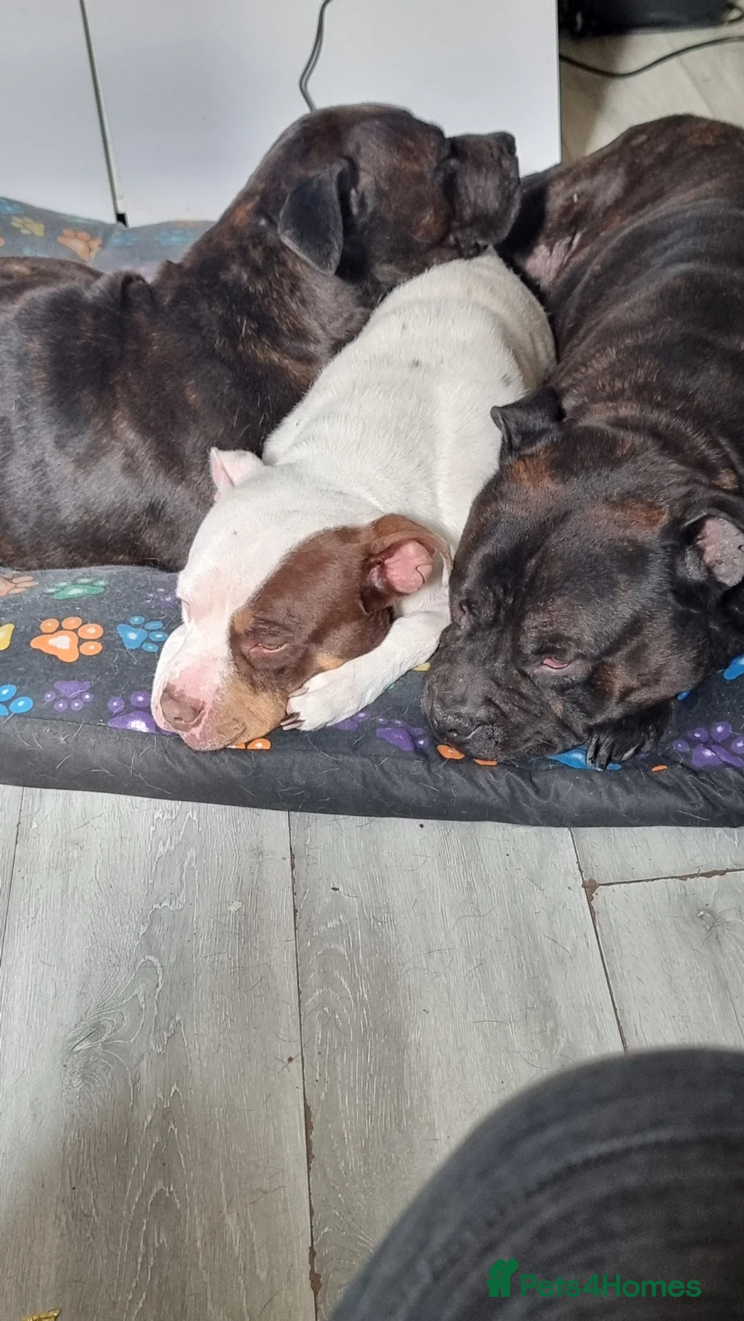 Mixed Breed dogs for sale: 2 lovely staff/American bulldog cross  in Halifax - Advert 1