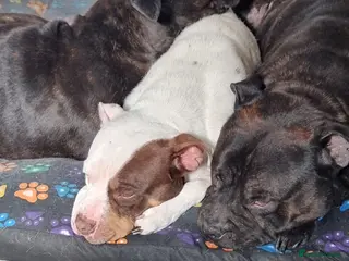 Mixed Breed dogs 2 lovely staff/American bulldog cross in Halifax - Advert 13