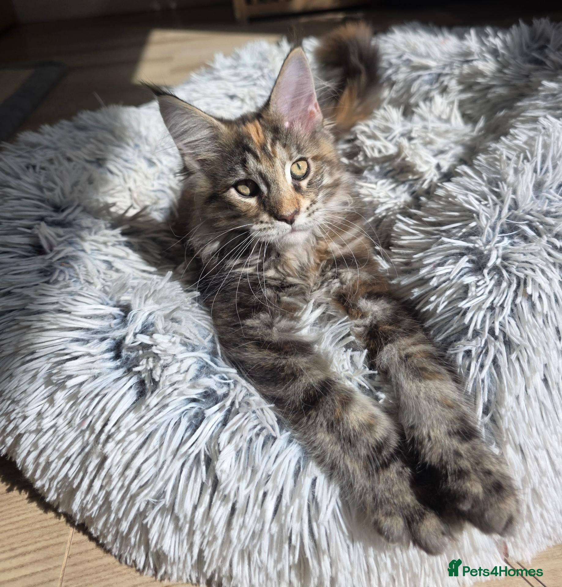 Maine Coon cats TICA Registered Maine Coon Kittens🐾 - Advert 1