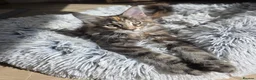 Maine Coon cats for sale: TICA Maine Coon Kittens | Russian Bloodlines - Advert 14