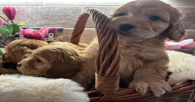Cockapoo dogs in Treharris - Advert 14