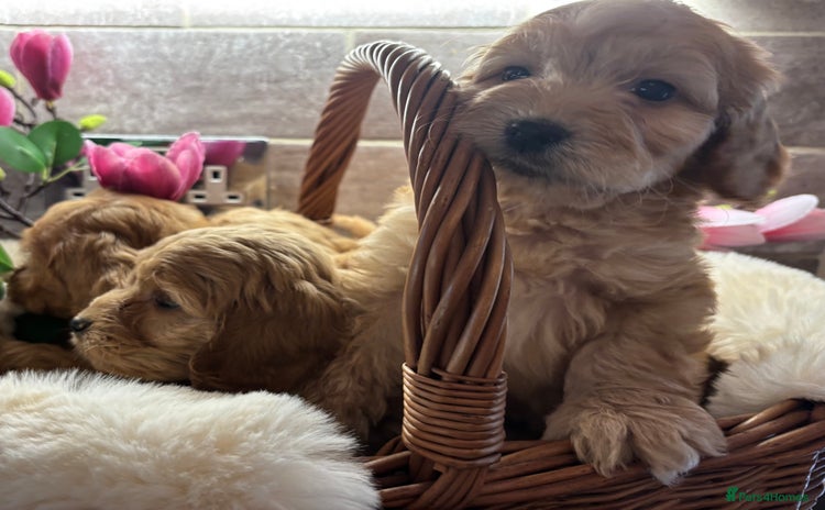 Cockapoo dogs in Treharris - Advert 3