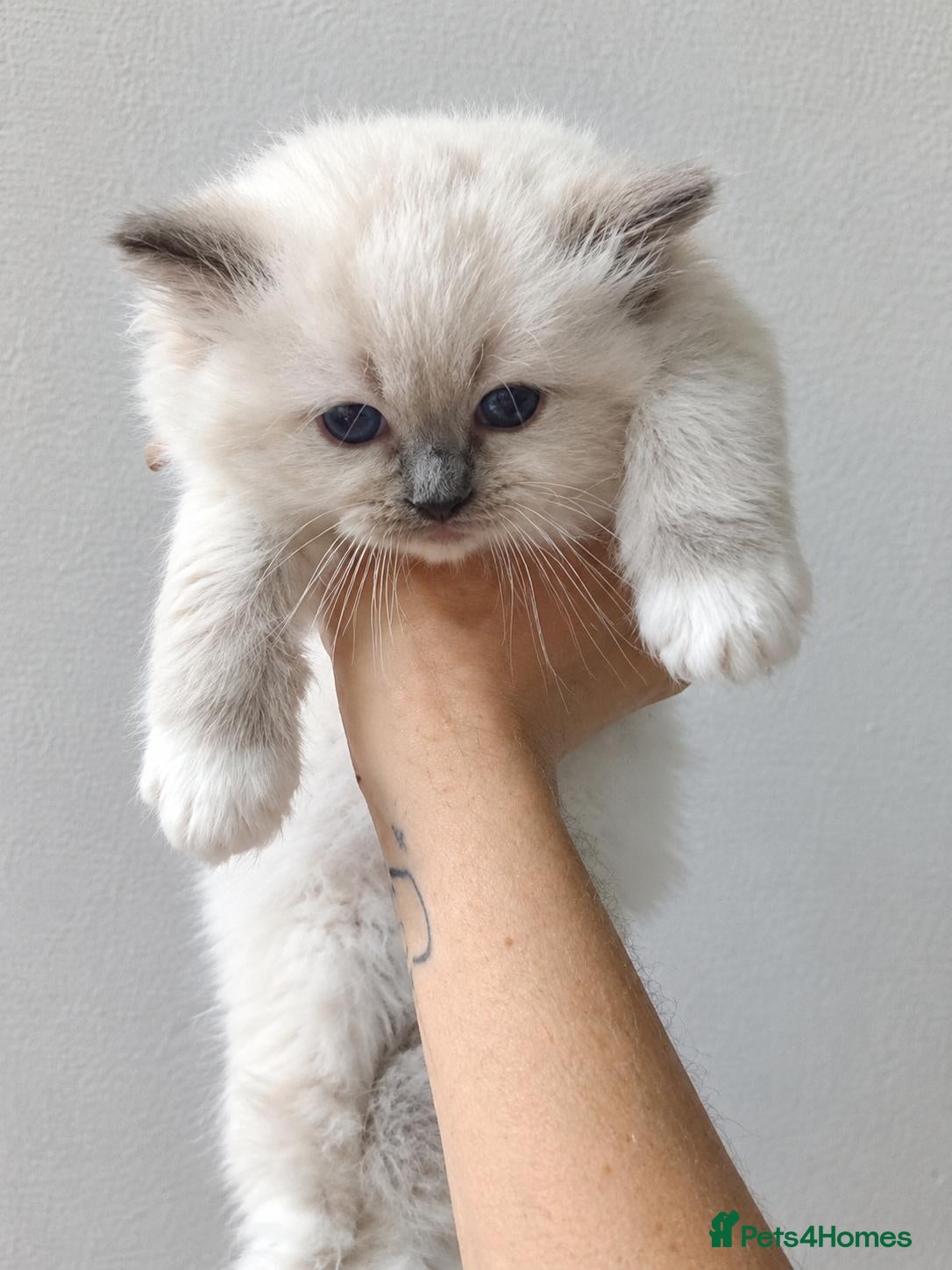 Ragdoll cats Registered ragdoll tica - Advert 2