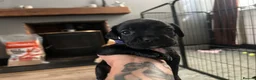 Mixed Breed dogs for sale: French bulldog x springer in Maesteg - Advert 15