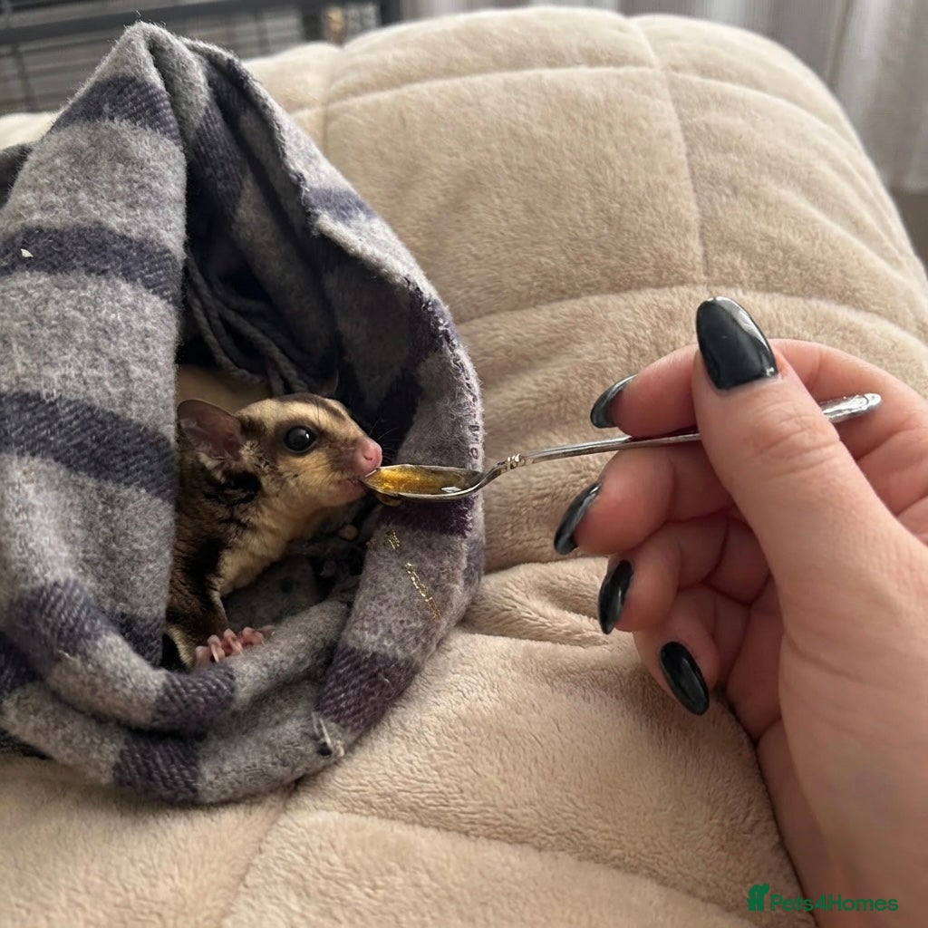 Sugar Glider rodents Baby boy sugar gliders  - Advert 10