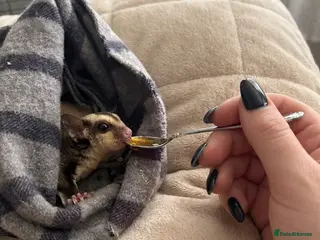 Sugar Glider rodents Baby boy sugar gliders - Advert 10