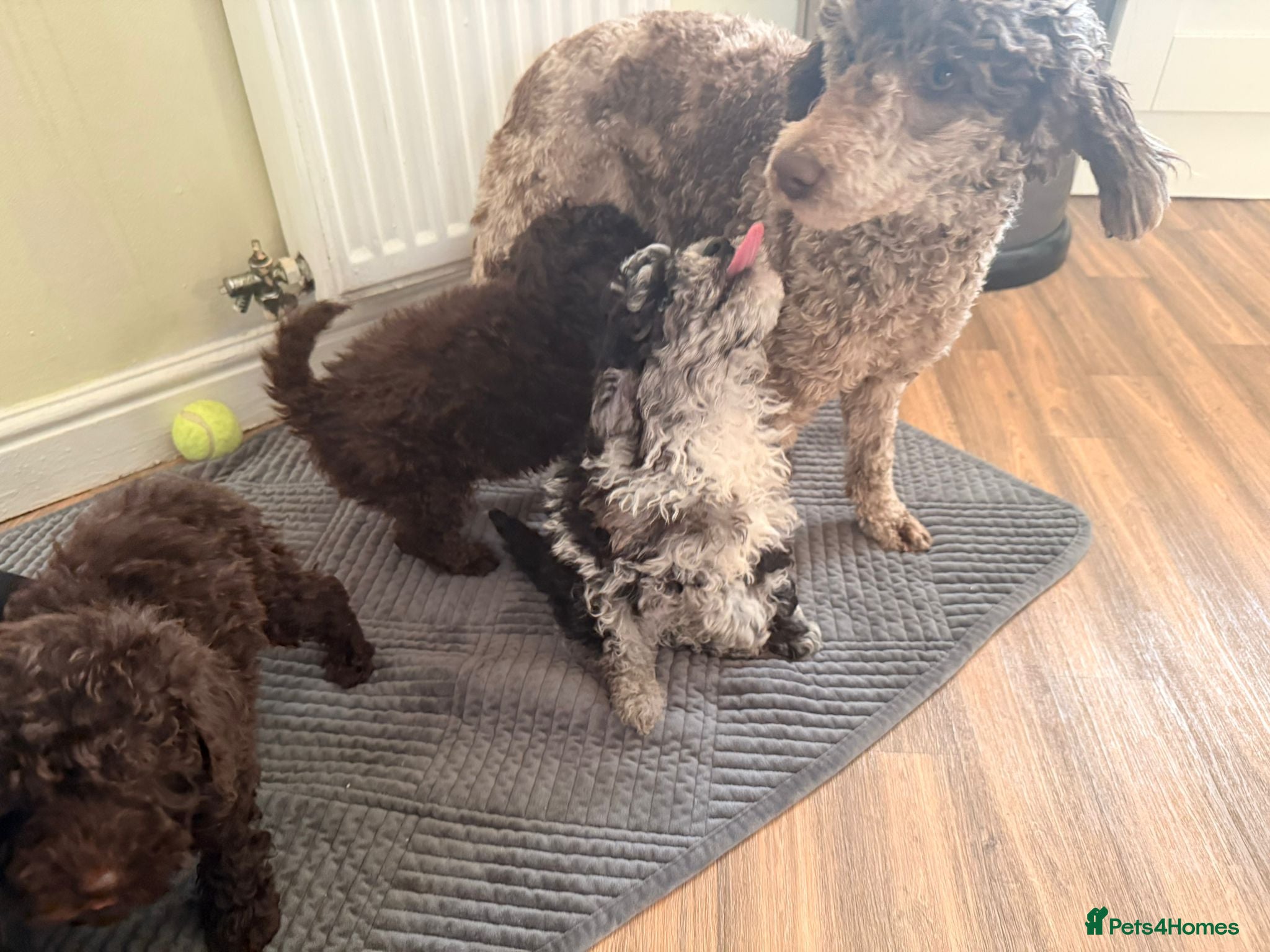 Miniature Poodle dogs Stunning puppies  in Barnsley - Advert 1