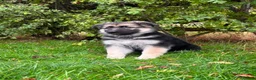 German Shepherd dogs for sale: Pedigree German shepherd puppies  in Ashford - Advert 26