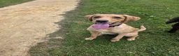 Labrador Retriever dogs for sale: Labrador retriever puppy 6 months old girl in Aylesbury - Advert 5