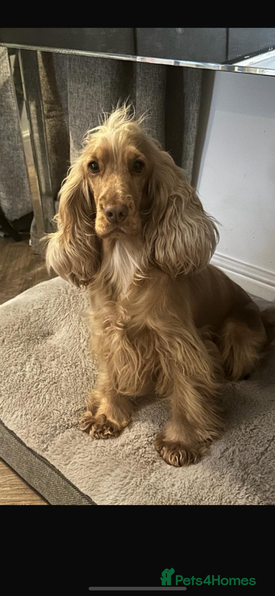 Cocker Spaniel dogs ⭐ ⭐ AMAZING KC SHOW COCKER SPANIELS - Advert 2