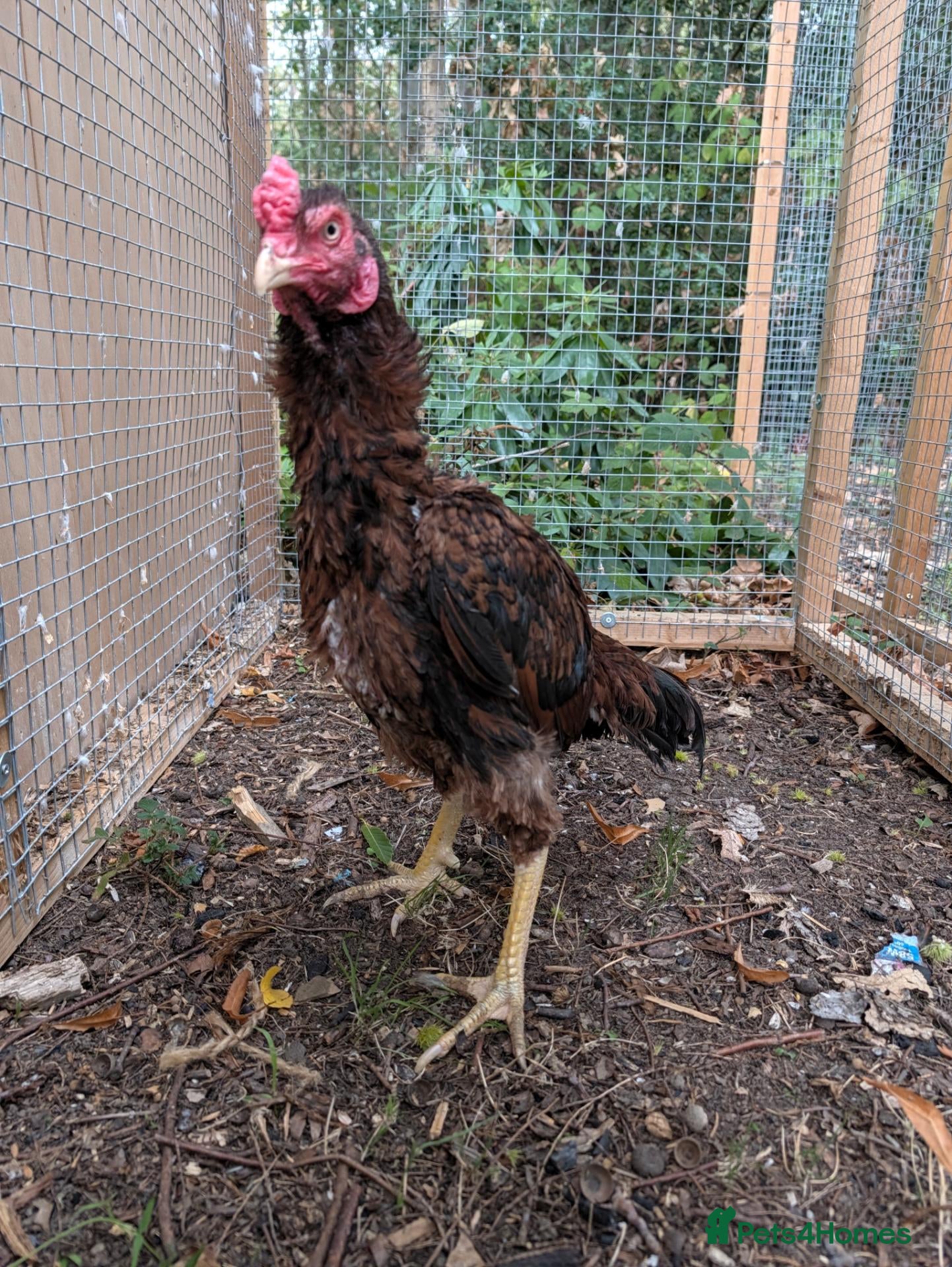 Chickens poultry High Quality Aseel Pair for Sale  - Advert 17