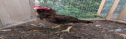 Chickens poultry for sale: High Quality Aseel Pair for Sale  - Advert 5
