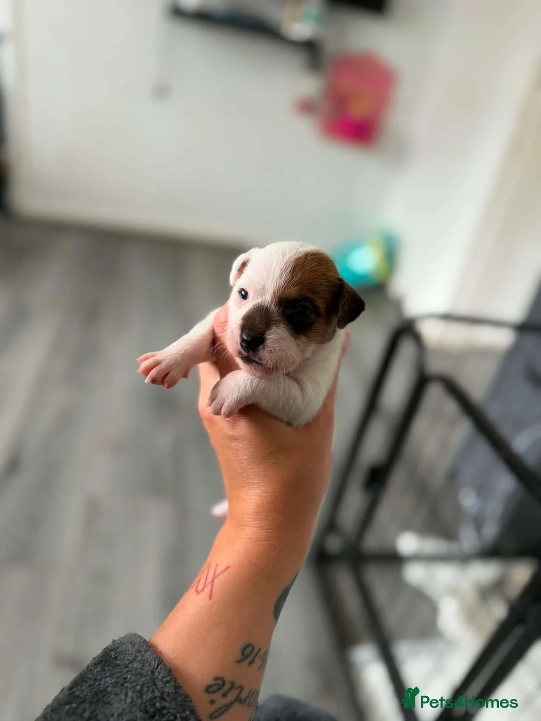 Jack Russell dogs for sale: Jack Russell pups  - Advert 1