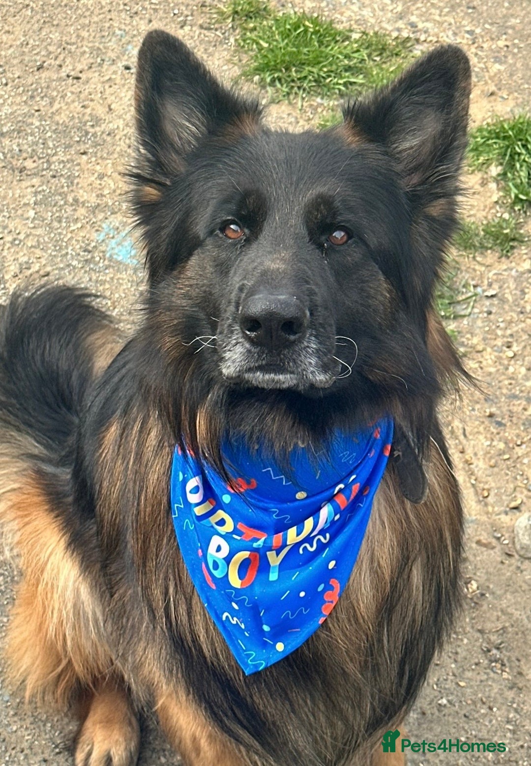 German Shepherd dogs for sale: German Shepherd puppies *Open to sensible offers* - Advert 12