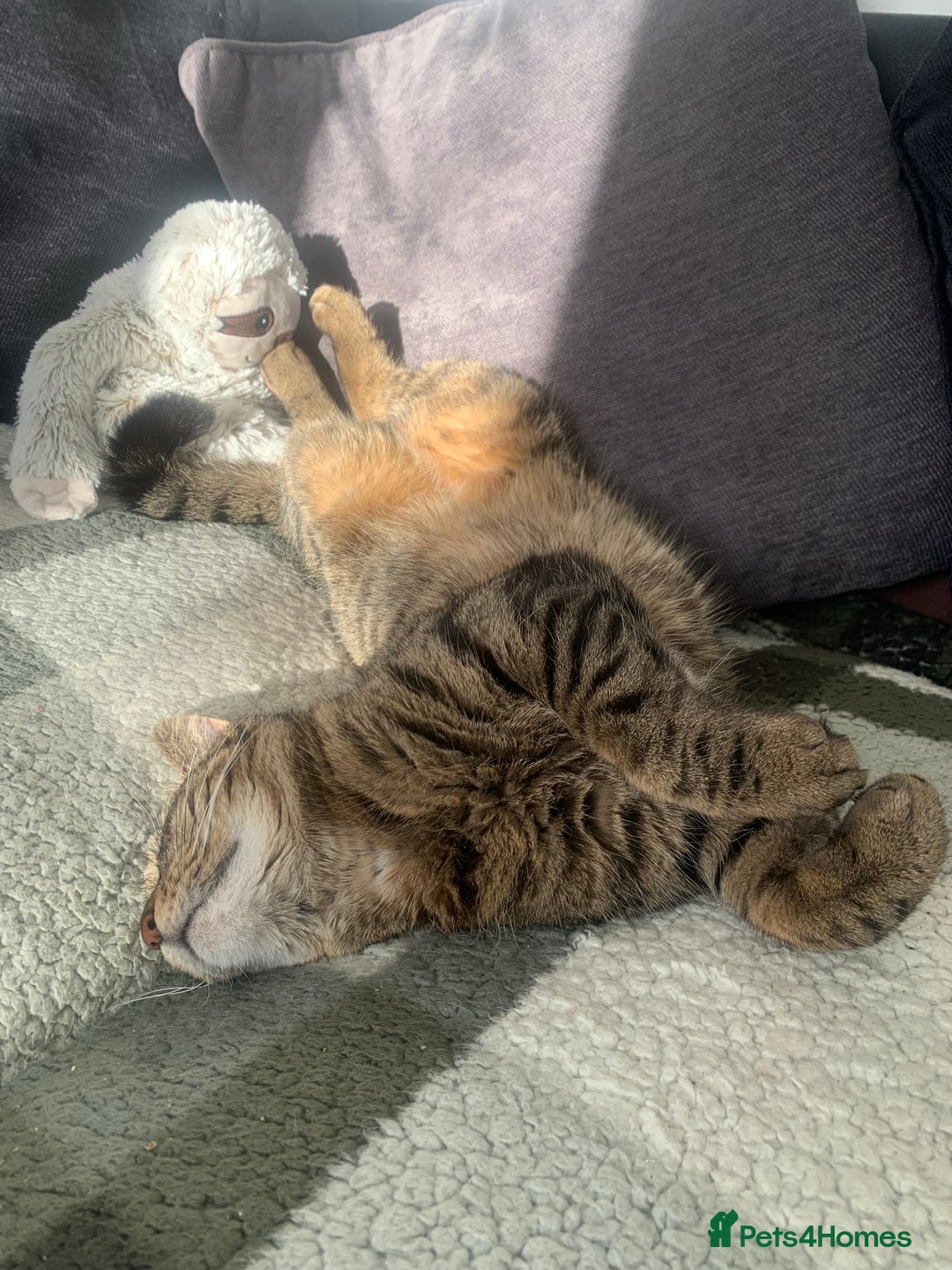 British Shorthair cats for sale: British shorthair cat 4 years old  - Advert 10