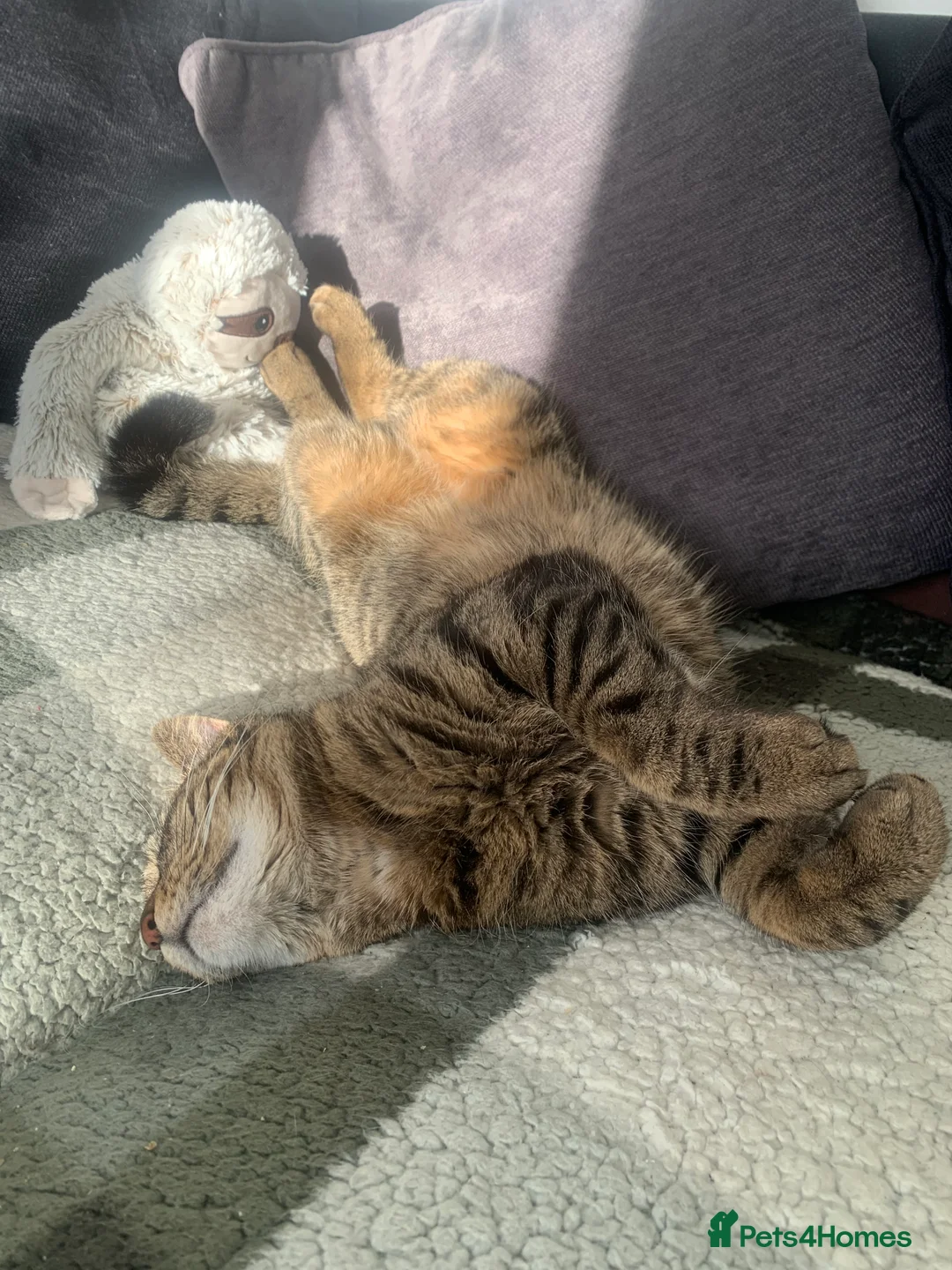 British Shorthair cats for sale: British shorthair cat 4 years old  - Advert 10