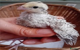 Quail poultry for sale: Snowflake Bobwhite Quail Chicks ~ Various Ages - Image 6