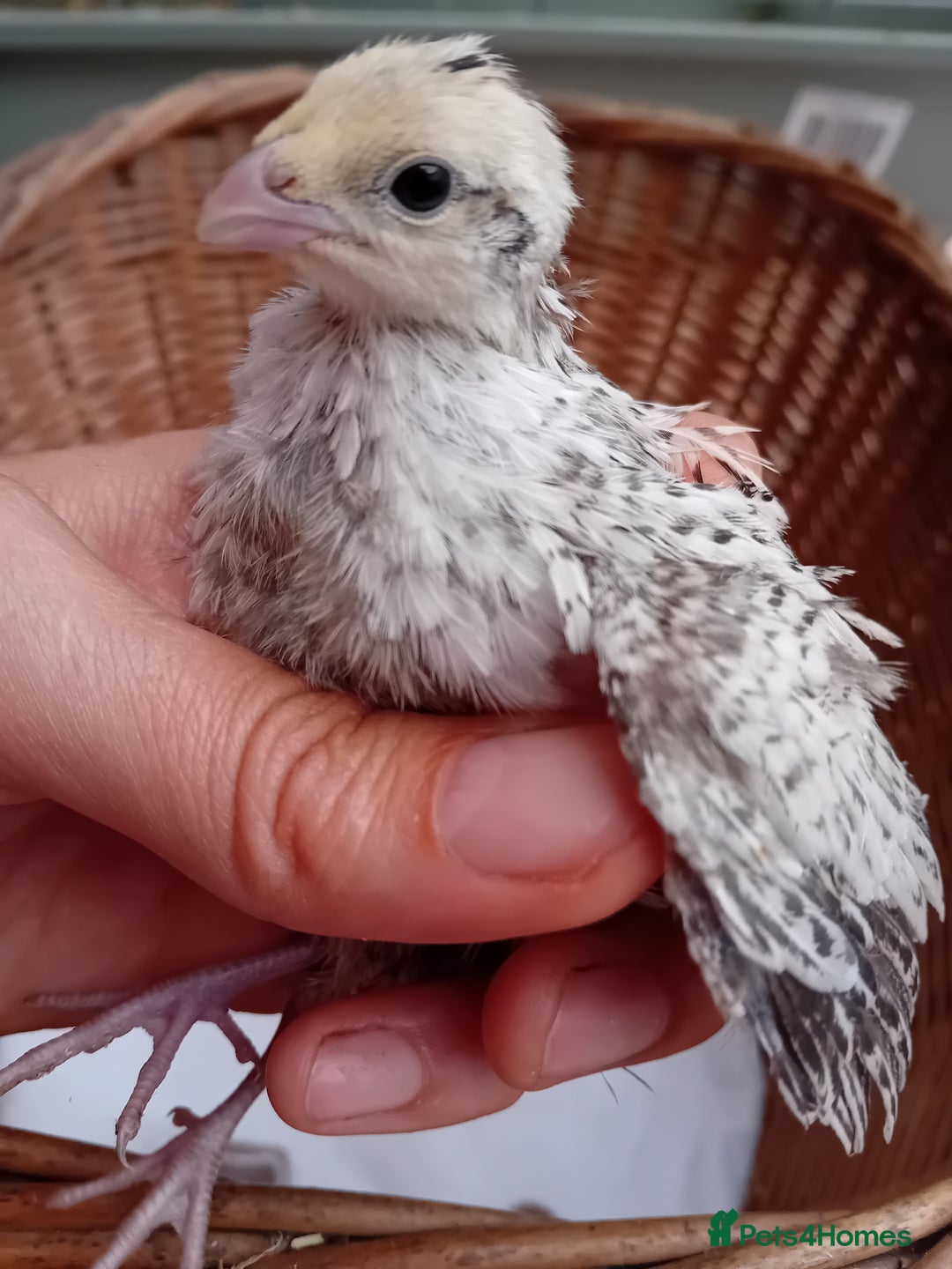 Quail poultry for sale: Snowflake Bobwhite Quail Chicks ~ Various Ages - Image 6