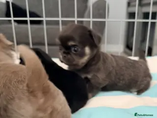 Chihuahua dogs Long coat chihuahua - Advert 3