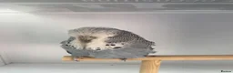 Budgerigars birds for sale: Baby Budgies - Advert 5