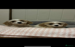 Cavachon dogs for sale: Cavachon Puppies  - Advert 18