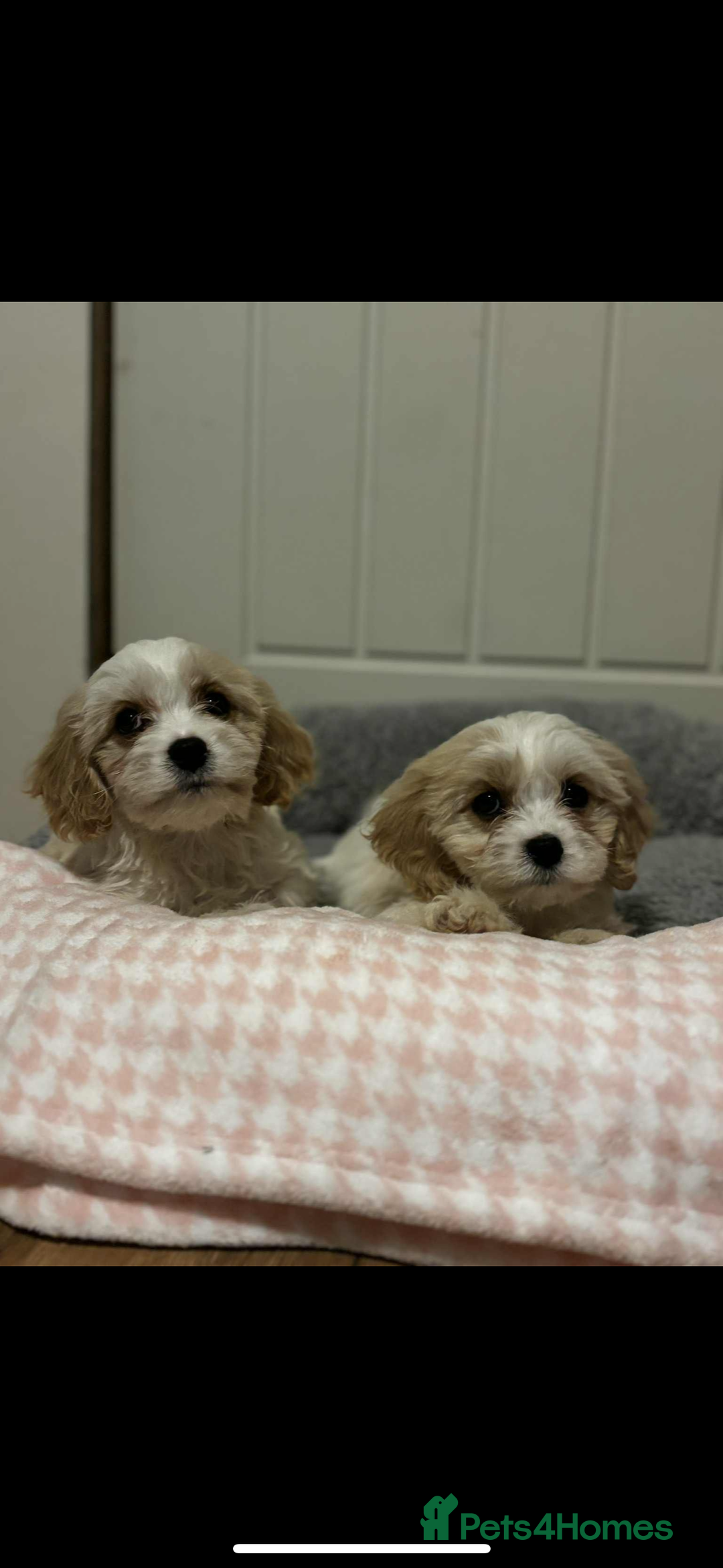 Cavachon dogs for sale: Cavachon Puppies  - Advert 18