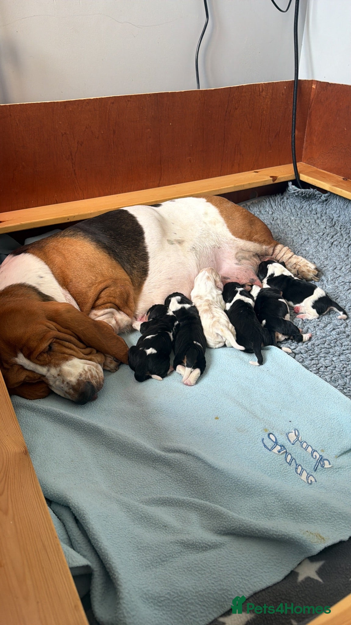 Basset Hound dogs Stunning KC Basset Hound Pups - Advert 1
