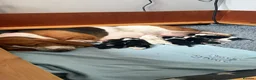 Basset Hound dogs for sale: Stunning KC Basset Hound Pups - Advert 17