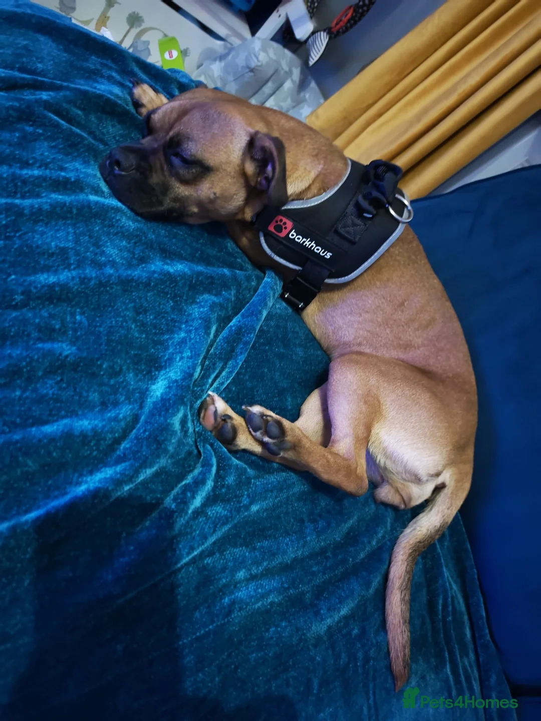 Mixed Breed dogs for sale: Bonnie  - Advert 2