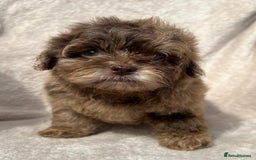 Shihpoo dogs for sale: Beautiful shihpoo - Image 1