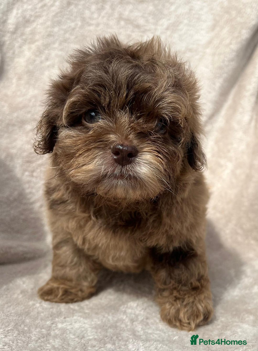 Shihpoo dogs for sale: Beautiful shihpoo - Image 1