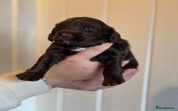 Mixed Breed dogs for sale: Labradoodle X Cocker Spaniel - Image 11