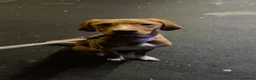 Mixed Breed dogs for sale: fox red lab crossed with pointer in Perth - Advert 4