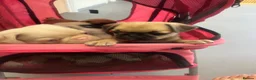Pug dogs for sale: Stunning unique pug puppies - Advert 20