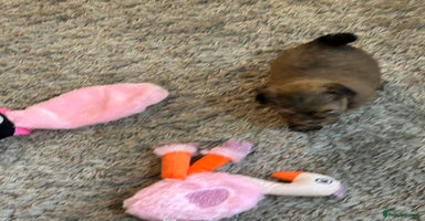 Havanese dogs - Advert 12