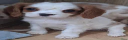 Cavalier King Charles Spaniel dogs for sale: Cavalier King Charles spaniel pups - Advert 3