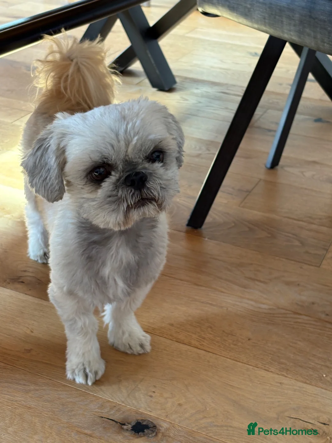 Shih Tzu dogs for sale: 2 Shih Tzus  **   in Manchester - Advert 3