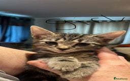 Bengal cats for sale: Kitten ❤️ - Image 2