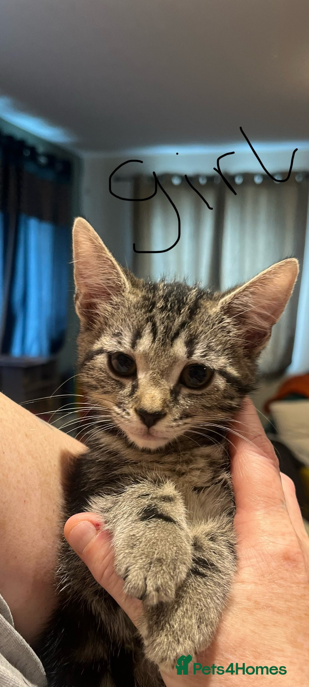 Bengal cats for sale: Kitten ❤️ - Image 2