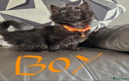 Mixed Breed cats for sale: 5 beautiful kittens  - Image 6
