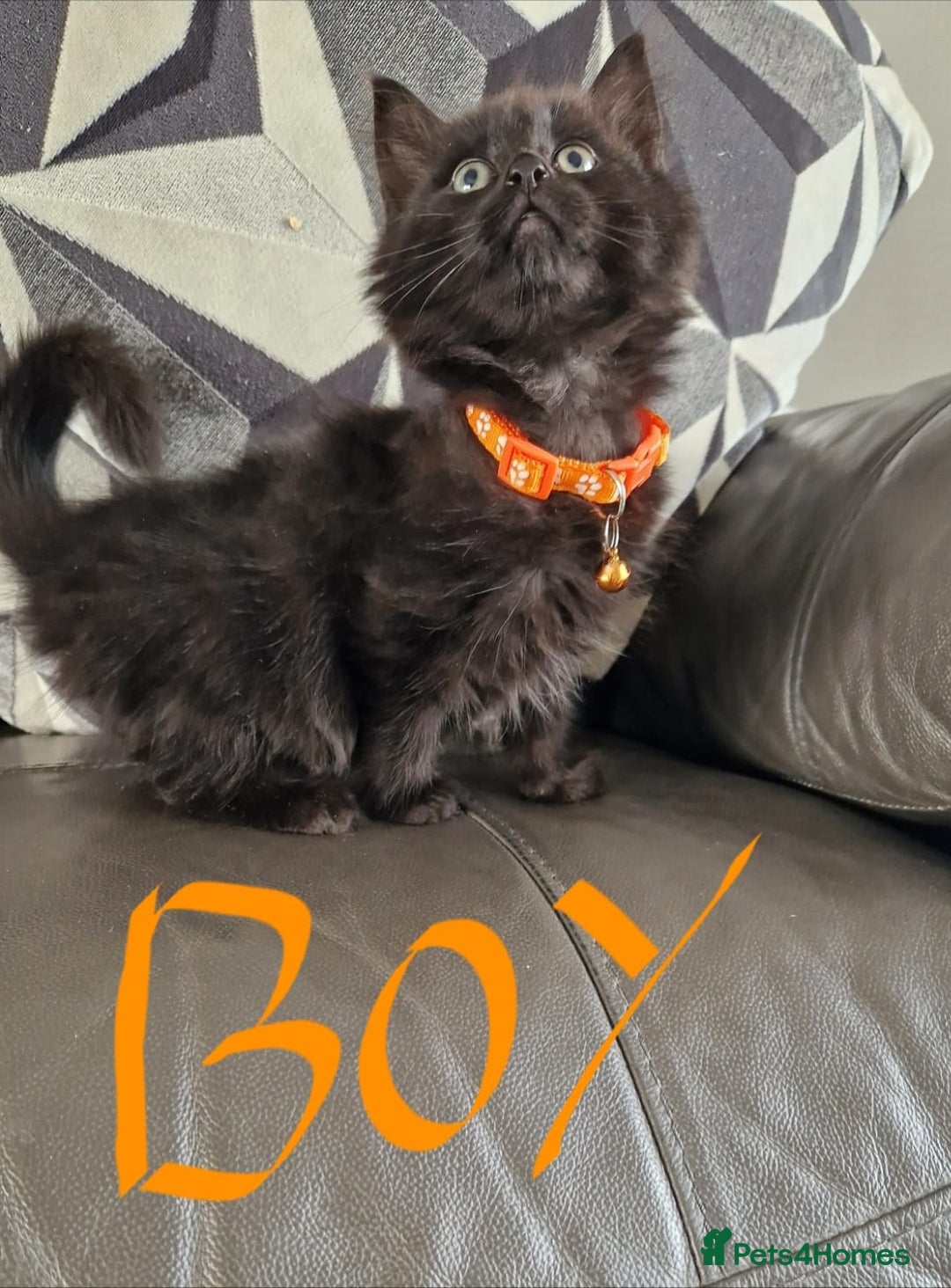 Mixed Breed cats for sale: 5 beautiful kittens  - Image 6