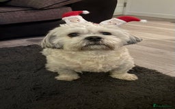 Zuchon dogs for sale: Zuchon pups - Image 11