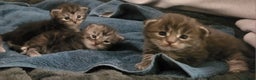 Maine Coon cats for sale: 3 Maine coon kittens  - Advert 1