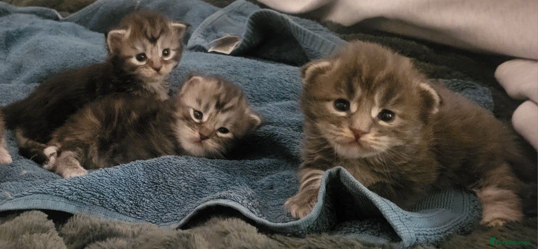 Maine Coon cats for sale: 3 Maine coon kittens  - Advert 1