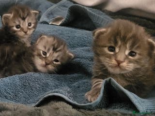 Maine Coon cats 3 Maine coon kittens - Advert 12