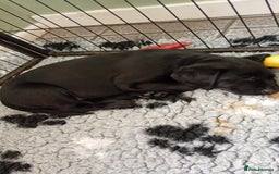 Labrador Retriever dogs for sale: Labrador puppies looking for their forever home. - Image 1